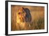 Lioness Walking Through Grass-Paul Souders-Framed Photographic Print