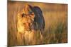 Lioness Walking Through Grass-Paul Souders-Mounted Photographic Print