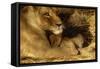Lioness with 6 Week Old Cub-null-Framed Stretched Canvas