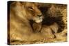 Lioness with 6 Week Old Cub-null-Stretched Canvas