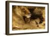 Lioness with 6 Week Old Cub-null-Framed Photographic Print