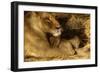 Lioness with 6 Week Old Cub-null-Framed Photographic Print