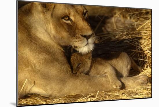 Lioness with 6 Week Old Cub-null-Mounted Photographic Print