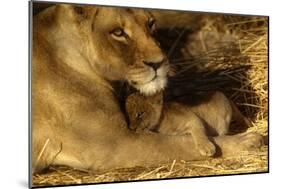 Lioness with 6 Week Old Cub-null-Mounted Photographic Print