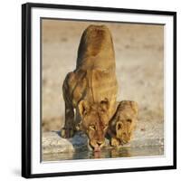 Lioness with cub drinking at water hole, Namibia-Tony Heald-Framed Photographic Print