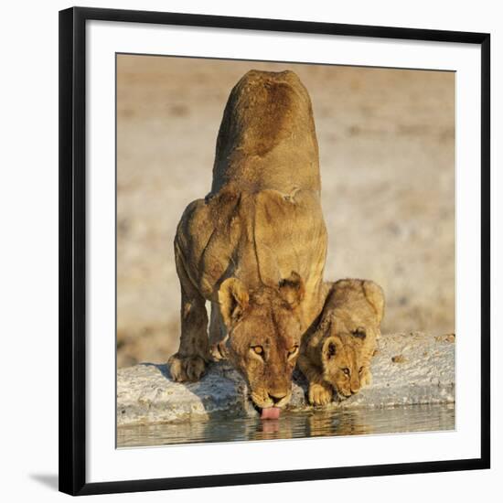 Lioness with cub drinking at water hole, Namibia-Tony Heald-Framed Photographic Print