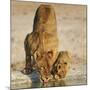 Lioness with cub drinking at water hole, Namibia-Tony Heald-Mounted Photographic Print