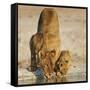 Lioness with cub drinking at water hole, Namibia-Tony Heald-Framed Stretched Canvas