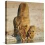 Lioness with cub drinking at water hole, Namibia-Tony Heald-Stretched Canvas