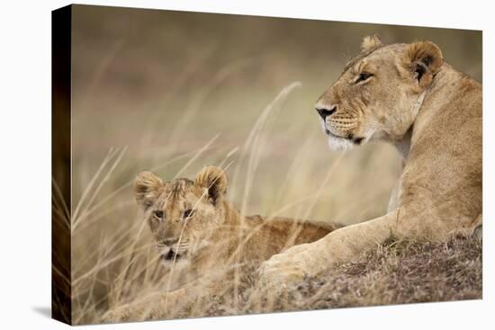 Lioness with Cub in Masai Mara National Reserve-Paul Souders-Stretched Canvas