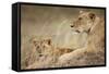 Lioness with Cub in Masai Mara National Reserve-Paul Souders-Framed Stretched Canvas