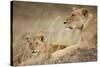 Lioness with Cub in Masai Mara National Reserve-Paul Souders-Stretched Canvas