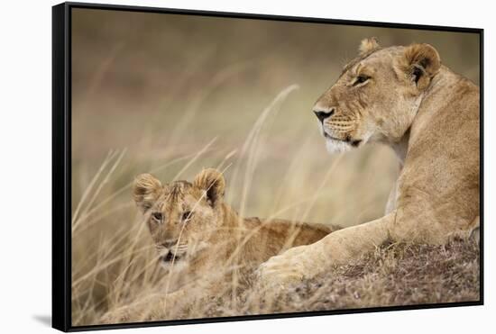 Lioness with Cub in Masai Mara National Reserve-Paul Souders-Framed Stretched Canvas