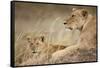 Lioness with Cub in Masai Mara National Reserve-Paul Souders-Framed Stretched Canvas