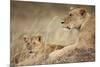 Lioness with Cub in Masai Mara National Reserve-Paul Souders-Mounted Photographic Print