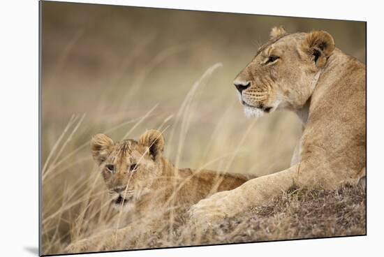 Lioness with Cub in Masai Mara National Reserve-Paul Souders-Mounted Photographic Print