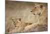 Lioness with Cub in Masai Mara National Reserve-Paul Souders-Mounted Photographic Print