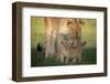 Lioness with cub, Masai Mara, Kenya, East Africa, Africa-Karen Deakin-Framed Photographic Print