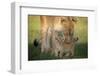 Lioness with cub, Masai Mara, Kenya, East Africa, Africa-Karen Deakin-Framed Photographic Print