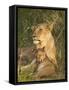 Lioness with Cub, Masai Mara National Reserve, Kenya, East Africa, Africa-James Hager-Framed Stretched Canvas