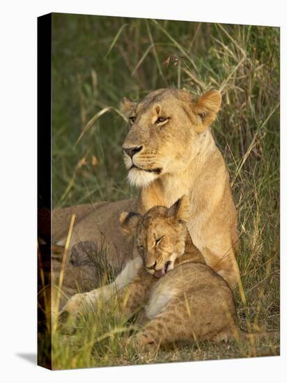 Lioness with Cub, Masai Mara National Reserve, Kenya, East Africa, Africa-James Hager-Stretched Canvas