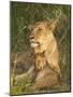 Lioness with Cub, Masai Mara National Reserve, Kenya, East Africa, Africa-James Hager-Mounted Photographic Print