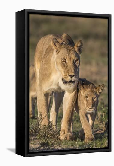 Lioness with Cub (Panthera Leo), Kgalagadi Transfrontier Park, Northern Cape, South Africa, Africa-Ann & Steve Toon-Framed Stretched Canvas