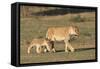 Lioness with Cub (Panthera Leo), Kgalagadi Transfrontier Park, Northern Cape, South Africa, Africa-Ann & Steve Toon-Framed Stretched Canvas
