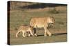 Lioness with Cub (Panthera Leo), Kgalagadi Transfrontier Park, Northern Cape, South Africa, Africa-Ann & Steve Toon-Stretched Canvas