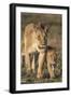 Lioness with Cub (Panthera Leo), Kgalagadi Transfrontier Park, Northern Cape, South Africa, Africa-Ann & Steve Toon-Framed Photographic Print