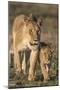 Lioness with Cub (Panthera Leo), Kgalagadi Transfrontier Park, Northern Cape, South Africa, Africa-Ann & Steve Toon-Mounted Photographic Print