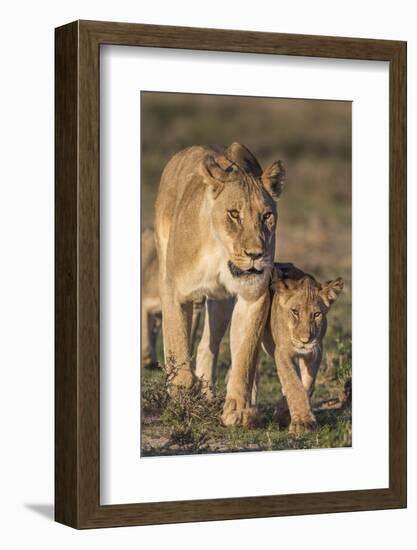 Lioness with Cub (Panthera Leo), Kgalagadi Transfrontier Park, Northern Cape, South Africa, Africa-Ann & Steve Toon-Framed Photographic Print