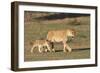 Lioness with Cub (Panthera Leo), Kgalagadi Transfrontier Park, Northern Cape, South Africa, Africa-Ann & Steve Toon-Framed Photographic Print