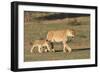 Lioness with Cub (Panthera Leo), Kgalagadi Transfrontier Park, Northern Cape, South Africa, Africa-Ann & Steve Toon-Framed Photographic Print