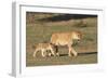 Lioness with Cub (Panthera Leo), Kgalagadi Transfrontier Park, Northern Cape, South Africa, Africa-Ann & Steve Toon-Framed Photographic Print