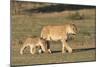 Lioness with Cub (Panthera Leo), Kgalagadi Transfrontier Park, Northern Cape, South Africa, Africa-Ann & Steve Toon-Mounted Photographic Print