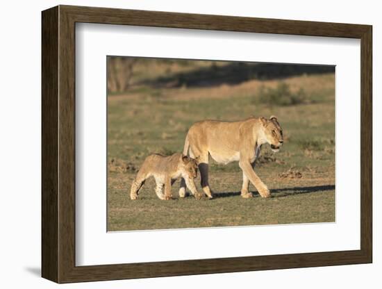 Lioness with Cub (Panthera Leo), Kgalagadi Transfrontier Park, Northern Cape, South Africa, Africa-Ann & Steve Toon-Framed Photographic Print