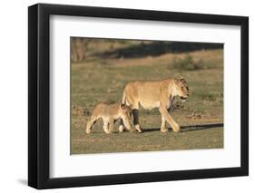 Lioness with Cub (Panthera Leo), Kgalagadi Transfrontier Park, Northern Cape, South Africa, Africa-Ann & Steve Toon-Framed Photographic Print
