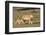 Lioness with Cub (Panthera Leo), Kgalagadi Transfrontier Park, Northern Cape, South Africa, Africa-Ann & Steve Toon-Framed Photographic Print