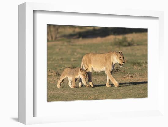 Lioness with Cub (Panthera Leo), Kgalagadi Transfrontier Park, Northern Cape, South Africa, Africa-Ann & Steve Toon-Framed Photographic Print