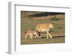 Lioness with Cub (Panthera Leo), Kgalagadi Transfrontier Park, Northern Cape, South Africa, Africa-Ann & Steve Toon-Framed Photographic Print