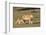 Lioness with Cub (Panthera Leo), Kgalagadi Transfrontier Park, Northern Cape, South Africa, Africa-Ann & Steve Toon-Framed Photographic Print