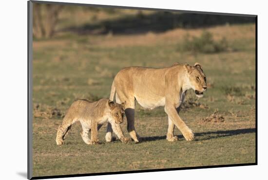 Lioness with Cub (Panthera Leo), Kgalagadi Transfrontier Park, Northern Cape, South Africa, Africa-Ann & Steve Toon-Mounted Photographic Print