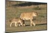 Lioness with Cub (Panthera Leo), Kgalagadi Transfrontier Park, Northern Cape, South Africa, Africa-Ann & Steve Toon-Mounted Photographic Print