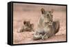 Lioness with Cub (Panthera Leo), Kgalagadi Transfrontier Park, South Africa, Africa-Ann and Steve Toon-Framed Stretched Canvas