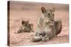 Lioness with Cub (Panthera Leo), Kgalagadi Transfrontier Park, South Africa, Africa-Ann and Steve Toon-Stretched Canvas