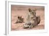 Lioness with Cub (Panthera Leo), Kgalagadi Transfrontier Park, South Africa, Africa-Ann and Steve Toon-Framed Photographic Print