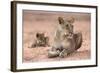 Lioness with Cub (Panthera Leo), Kgalagadi Transfrontier Park, South Africa, Africa-Ann and Steve Toon-Framed Photographic Print