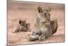 Lioness with Cub (Panthera Leo), Kgalagadi Transfrontier Park, South Africa, Africa-Ann and Steve Toon-Mounted Photographic Print