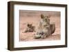 Lioness with Cub (Panthera Leo), Kgalagadi Transfrontier Park, South Africa, Africa-Ann and Steve Toon-Framed Photographic Print